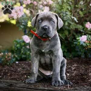 Faye, Cane Corso Puppy